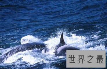 【图】虎鲸和大白鲨都是陆地中的霸主 那么虎鲸vs大白