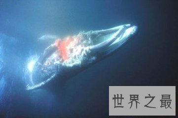 【图】虎鲸和大白鲨都是陆地中的霸主 那么虎鲸vs大白