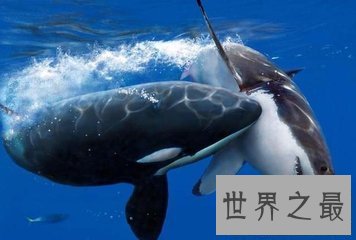 【图】虎鲸和大白鲨都是陆地中的霸主 那么虎鲸vs大白