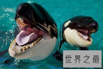 【图】虎鲸和大白鲨都是陆地中的霸主 那么虎鲸vs大白