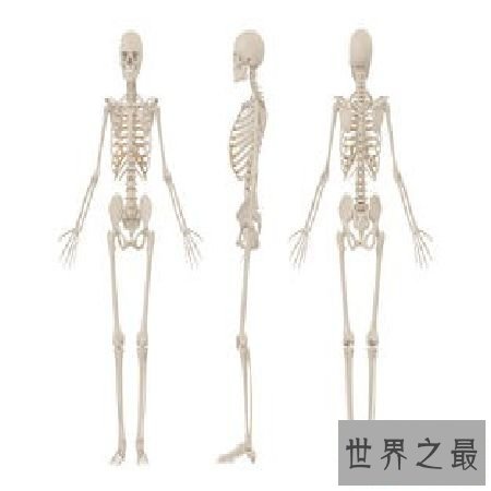 【图】 人体骨骼和埃菲尔铁塔有何共同之处