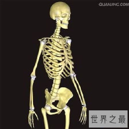 【图】 人体骨骼和埃菲尔铁塔有何共同之处