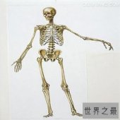 【图】 人体骨骼和埃菲尔铁塔有何共同之处