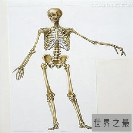 【图】 人体骨骼和埃菲尔铁塔有何共同之处