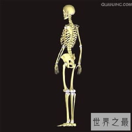 【图】 人体骨骼和埃菲尔铁塔有何共同之处