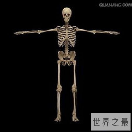 【图】 人体骨骼和埃菲尔铁塔有何共同之处