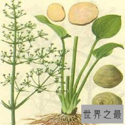 【图】中药泽泻的效用与作用你了解么？