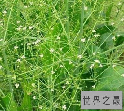 【图】中药泽泻的效用与作用你了解么？