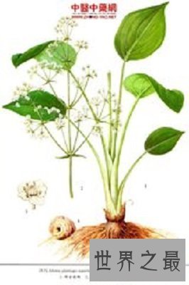 【图】中药泽泻的效用与作用你了解么？