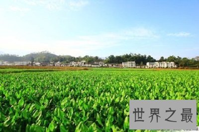 【图】中药泽泻的效用与作用你了解么？