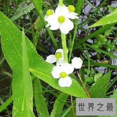 【图】中药泽泻的效用与作用你了解么？