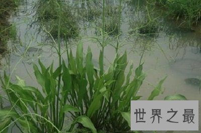 【图】中药泽泻的效用与作用你了解么？