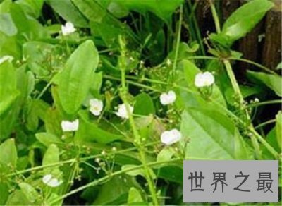 【图】中药泽泻的效用与作用你了解么？