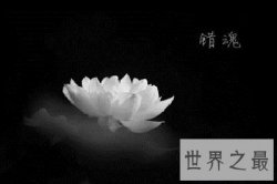 【图】佛家所说的一尘是什么？