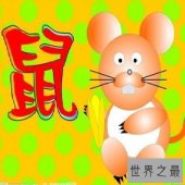 【图】 84年属什么生肖？和什么生肖最配?