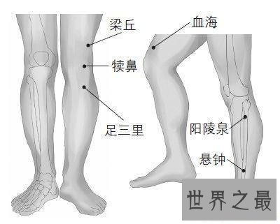 【图】足三里怎样找？凶猛了大兄弟！