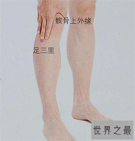 【图】足三里怎样找？凶猛了大兄弟！