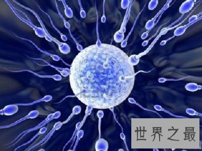 【图】超级精子人类不孕的救星