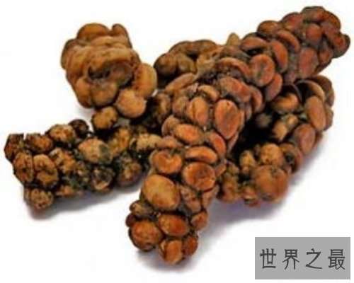 【图】世界上最著名的咖啡-猫屎咖啡