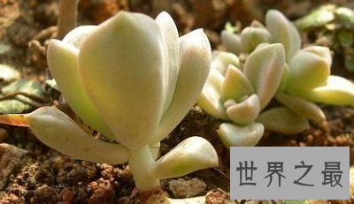 【图】厚脸皮植物宝石花