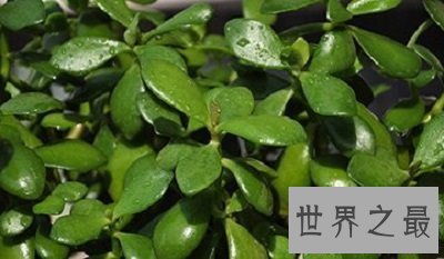 【图】厚脸皮植物宝石花