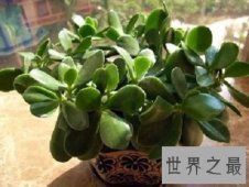 【图】厚脸皮植物宝石花