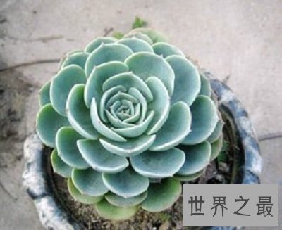 【图】厚脸皮植物宝石花