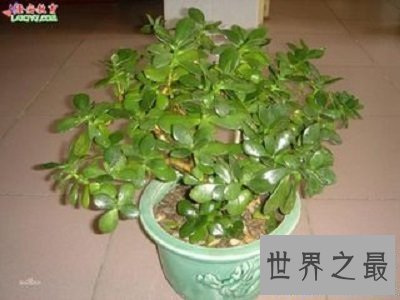 【图】厚脸皮植物宝石花