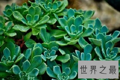 【图】厚脸皮植物宝石花