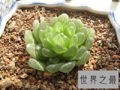 【图】厚脸皮植物宝石花