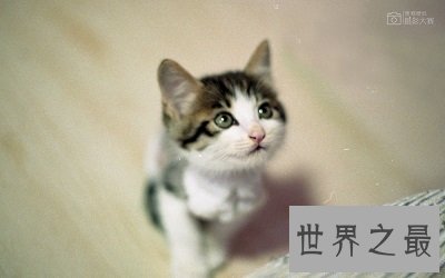 【图】最难看的壁纸搜狗壁纸