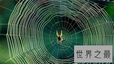 【图】你了解蜘蛛磁力么？