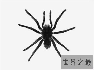 【图】你了解蜘蛛磁力么？