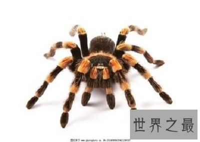 【图】你了解蜘蛛磁力么？