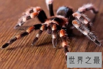 【图】你了解蜘蛛磁力么？