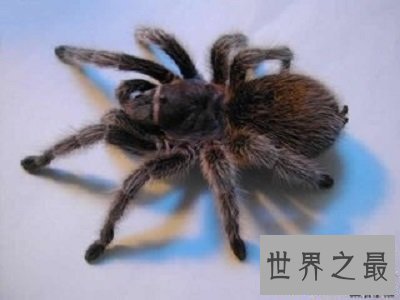 【图】你了解蜘蛛磁力么？