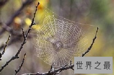 【图】你了解蜘蛛磁力么？