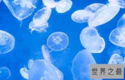 【图】海月水母是水母的一种 它的生活形态和习性