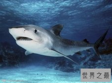 【图】澳大利亚虎鲨和它的生活方式与捕食情况