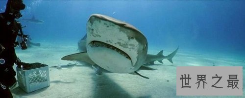 【图】澳大利亚虎鲨和它的生存模式与捕食情况
