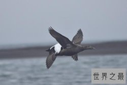 【图】不同于普通鸟类长着两对翅膀的四翼鸟