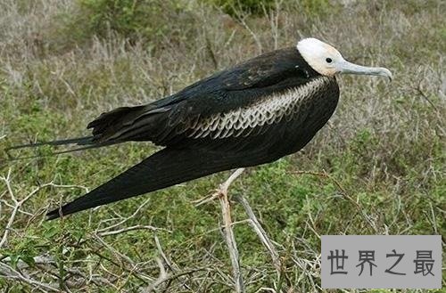 【图】不同于一般鸟类长着两对翅膀的四翼鸟