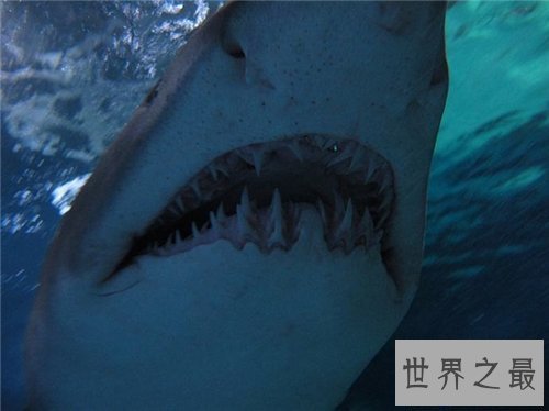 【图】鲨鱼吃人恐惧事情引见 少数发生在早年间