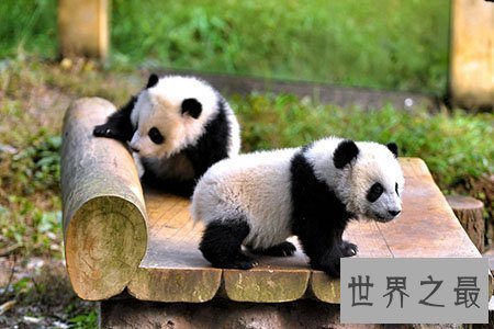 【图】国宝大熊猫寿命有多长 这是不是变成濒危物种的