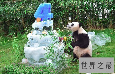 【图】国宝大熊猫寿命有多长 这是不是变成濒危物种的
