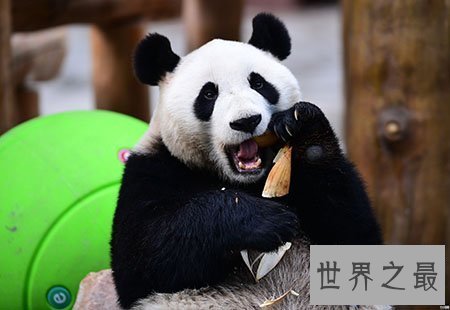 【图】国宝大熊猫寿命有多长 这是不是变成濒危物种的
