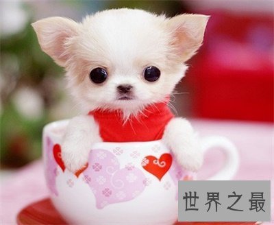 【图】想养可恶狗狗之前先了解一下茶杯犬寿命吧