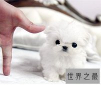 【图】想养可爱狗狗之前先了解一下茶杯犬寿命吧