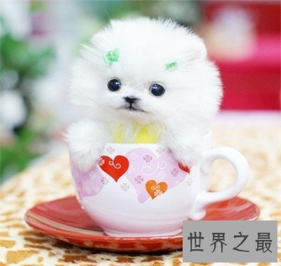 【图】想养可恶狗狗之前先了解一下茶杯犬寿命吧