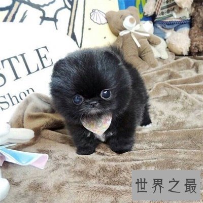 【图】想养可恶狗狗之前先了解一下茶杯犬寿命吧